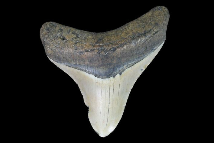 Fossil Megalodon Tooth - North Carolina #101242